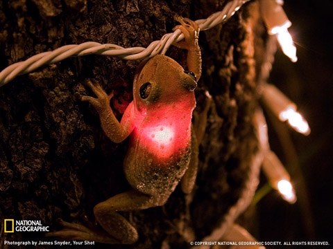 Electric Frog